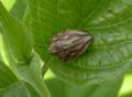 Odontotarsus purpureolineatus